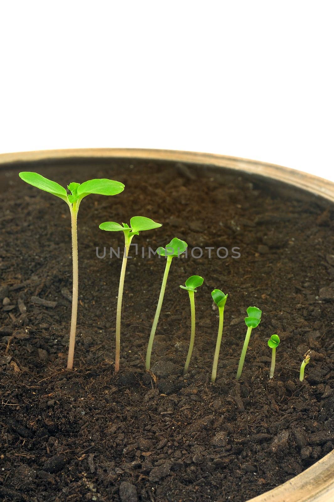 Sequence of Impatiens balsamina flower growing, isolated, evolution concept
