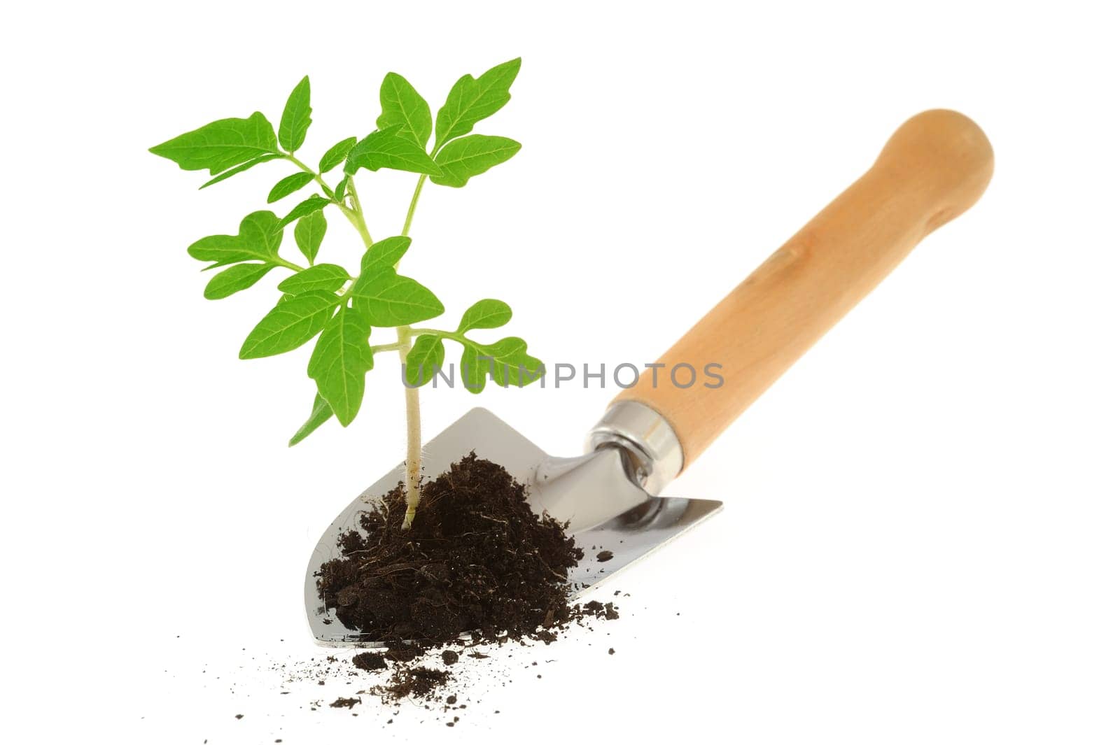 Tomato seedling on garden trowel, isolated on white