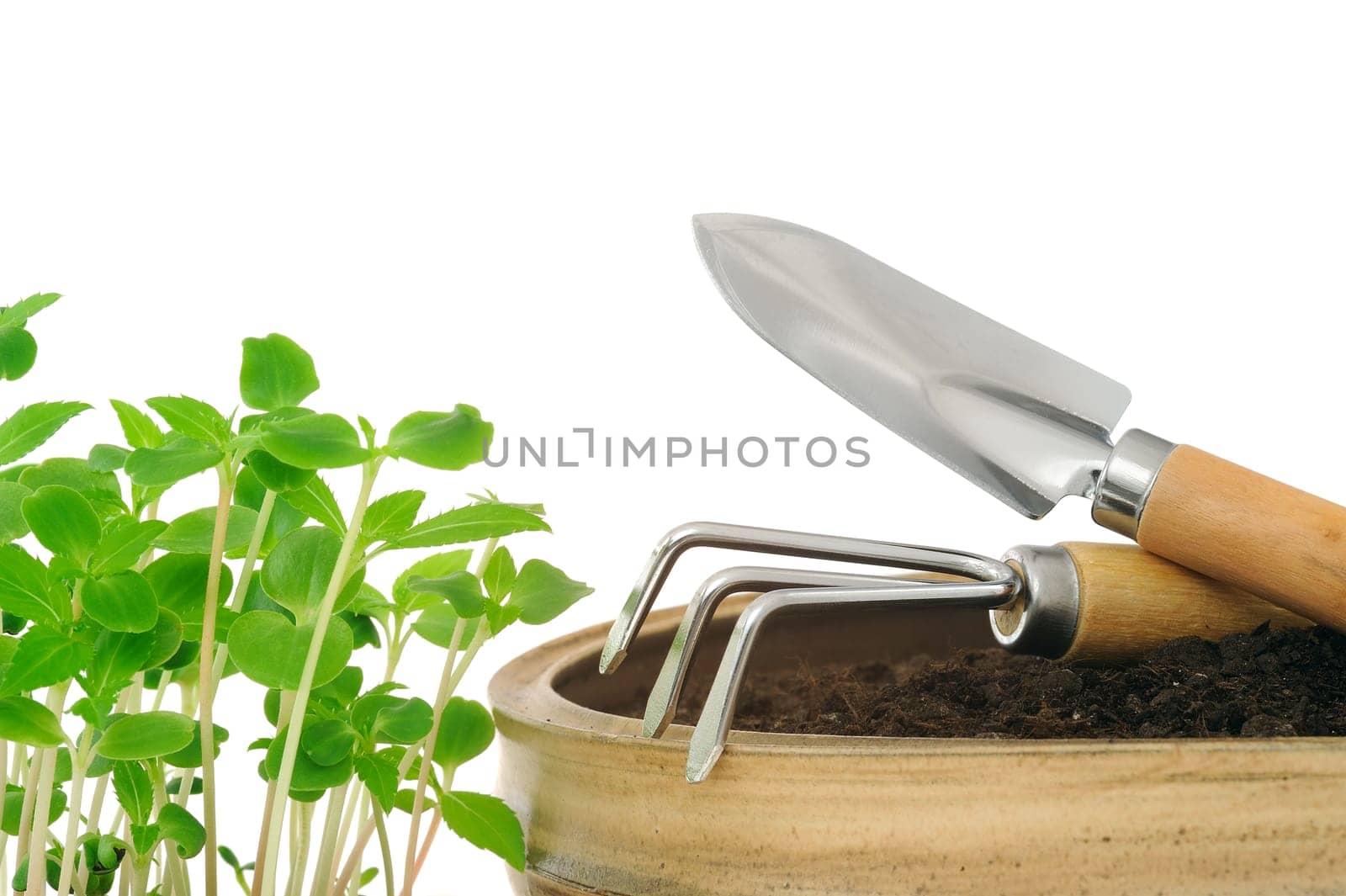 Young impatiens flowers and gardening tools, isolated on white