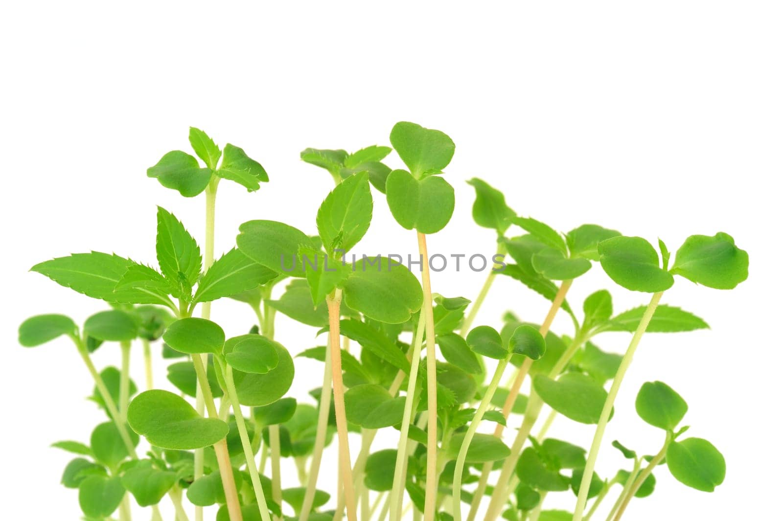 Group of young Impatiens balsamina flowers growing, isolated on white