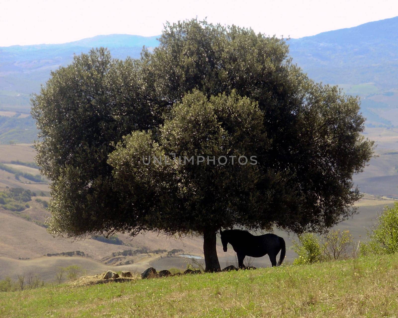 A beautiful horse rests in the shade in Tuscany