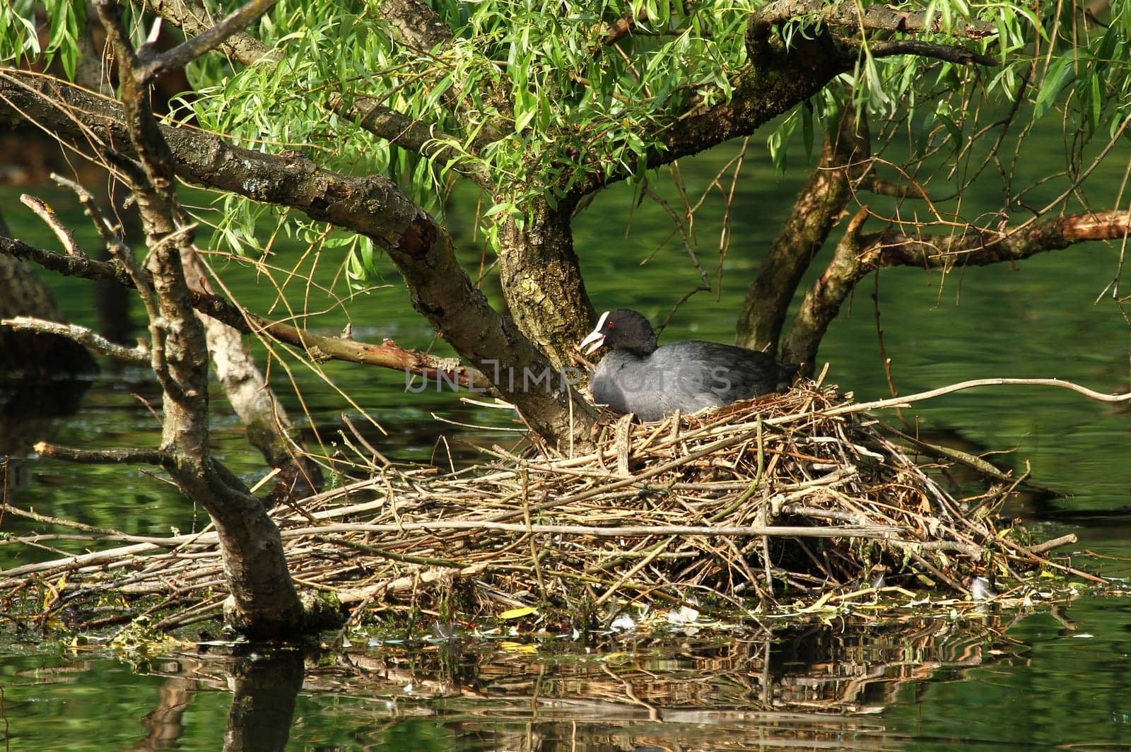 Moorhen