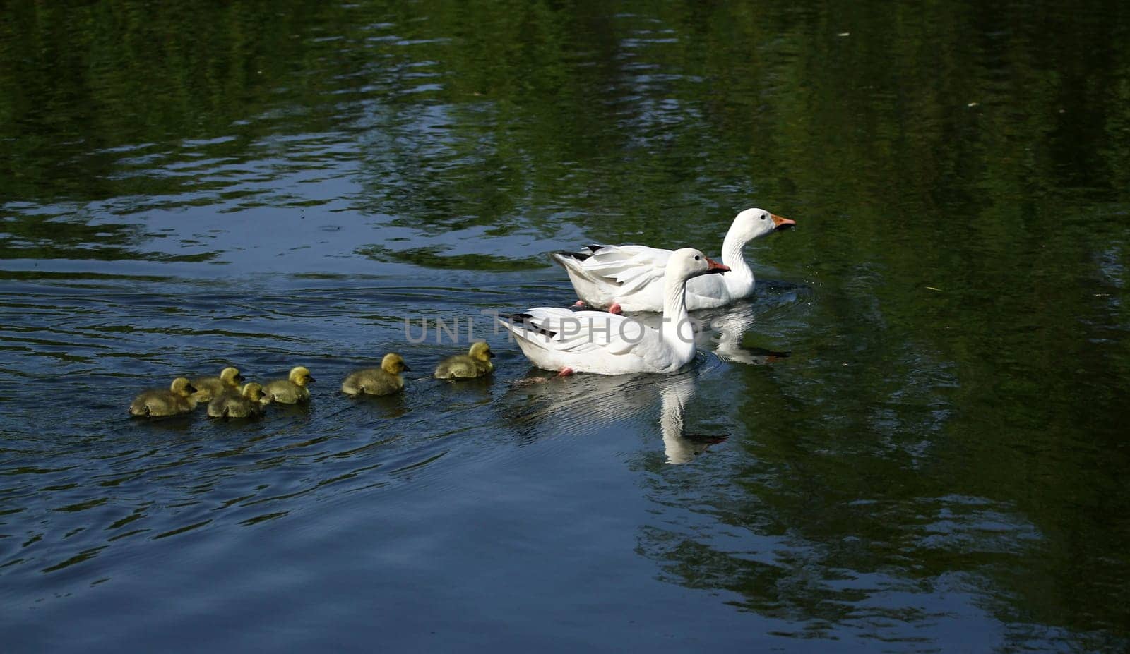 Family outing