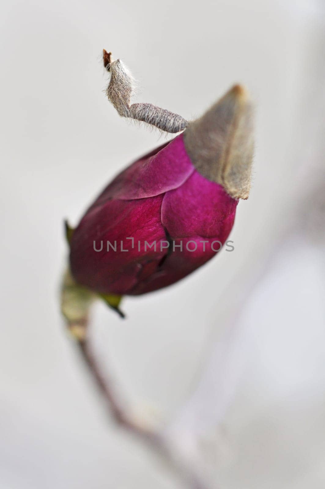 Magnolia