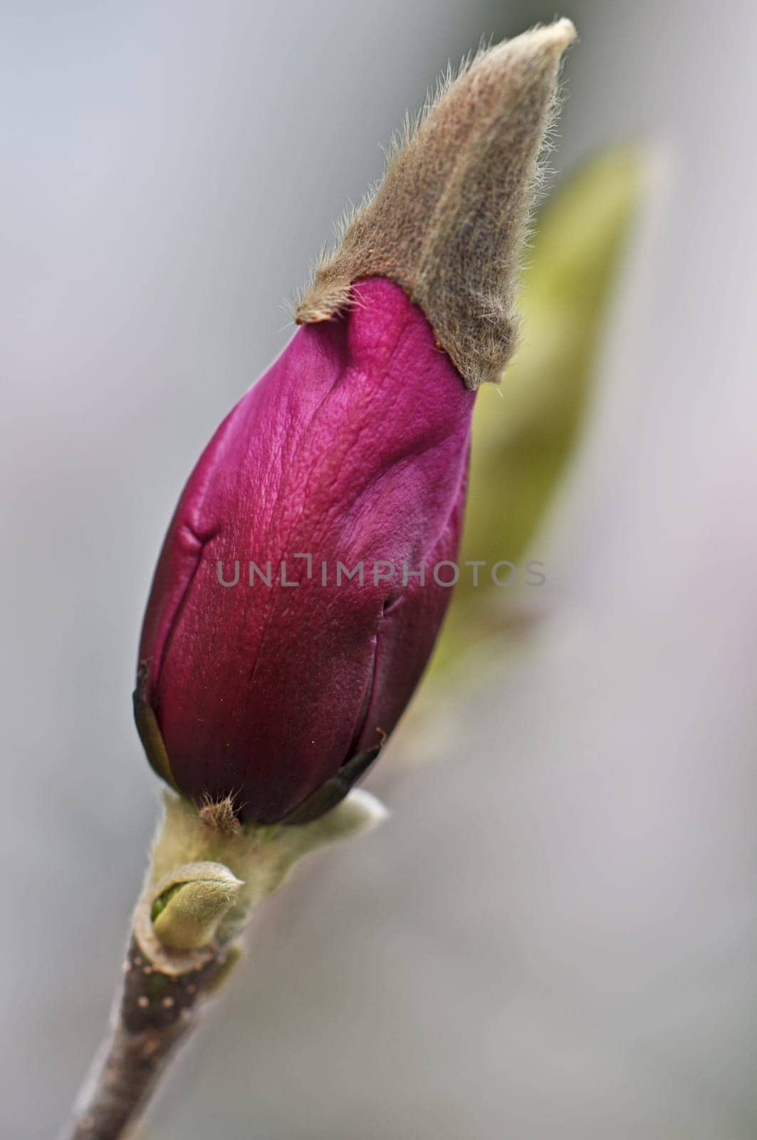 Magnolia