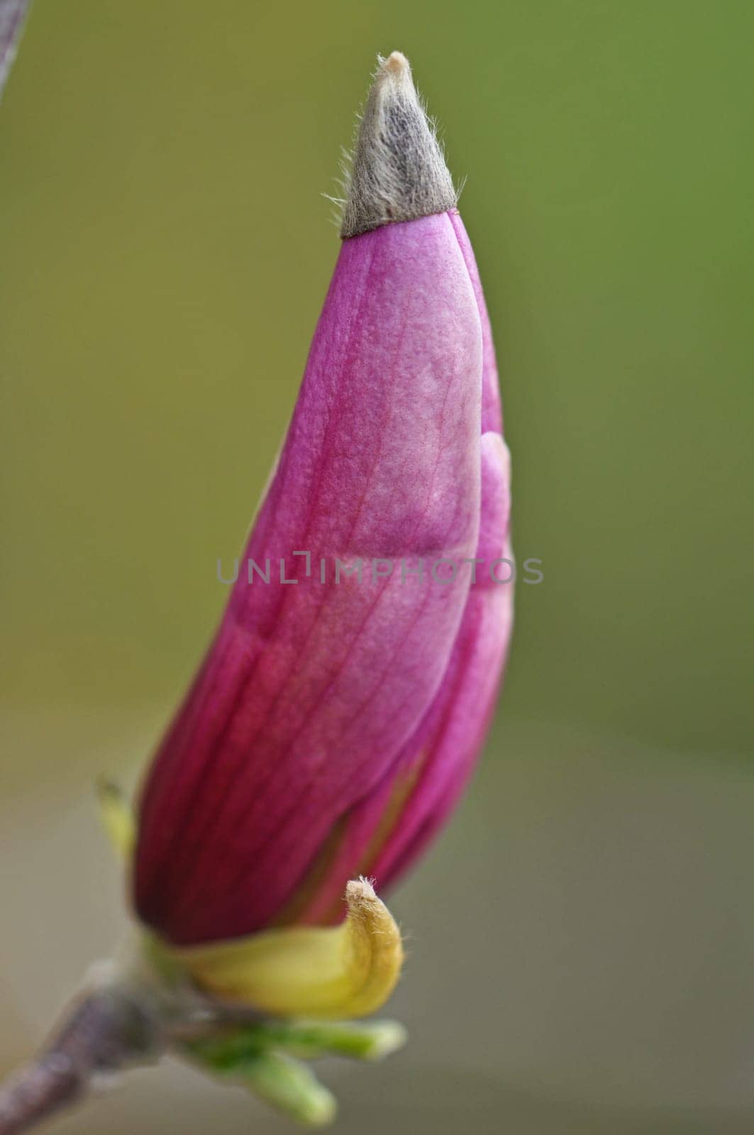 Magnolia