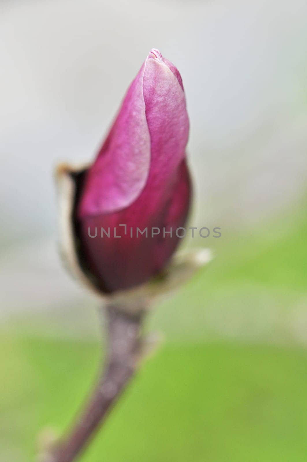 Magnolia