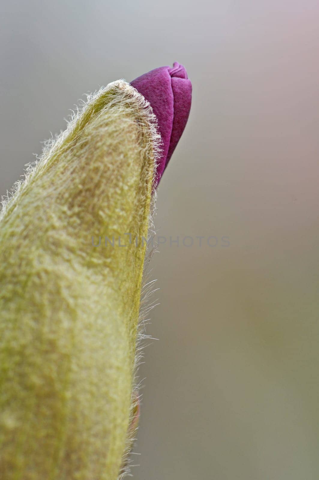 Magnolia