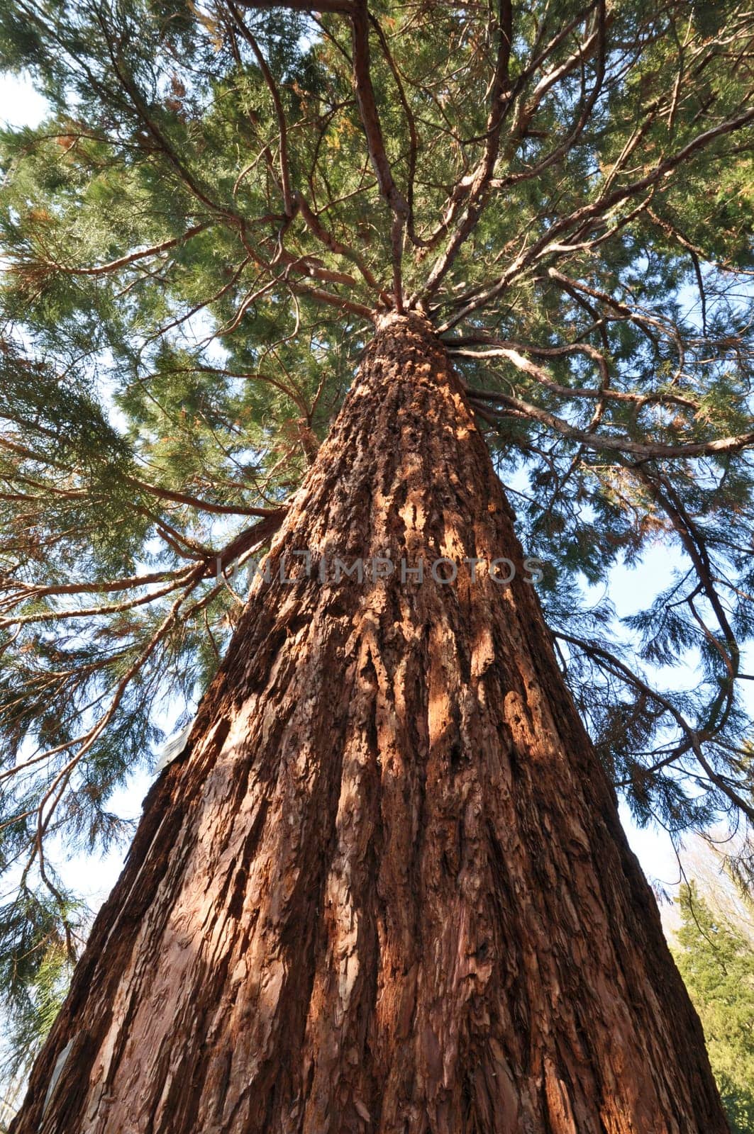 Sequoia