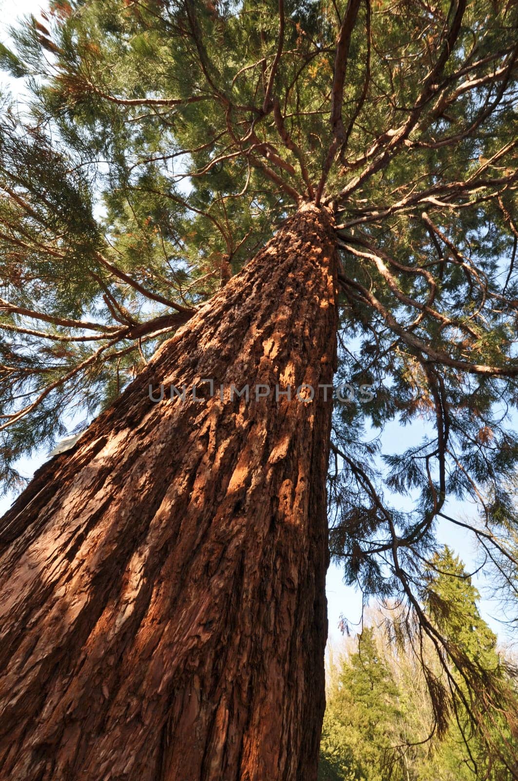 Sequoia