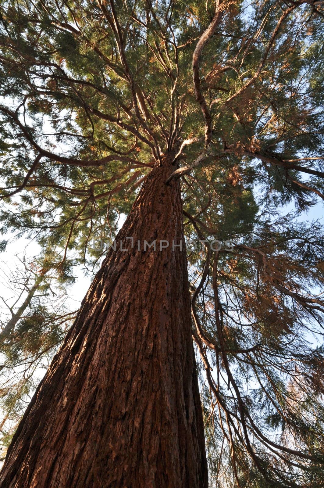Sequoia