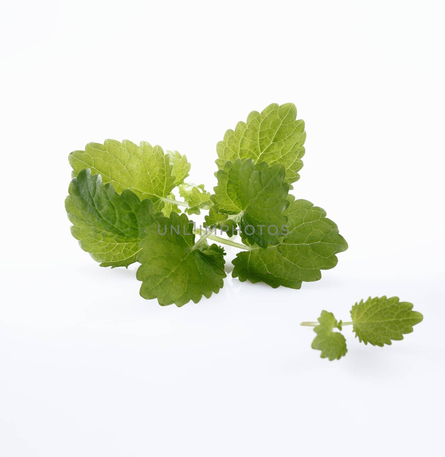 Mint isolated on white background, for my Drink and Cocktail concepts