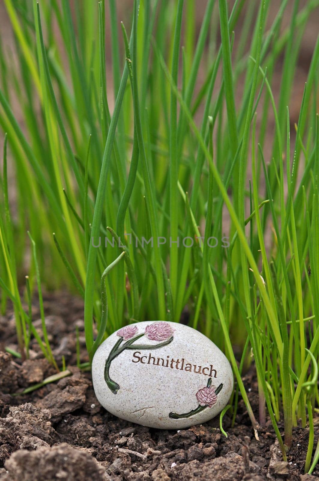 Chives