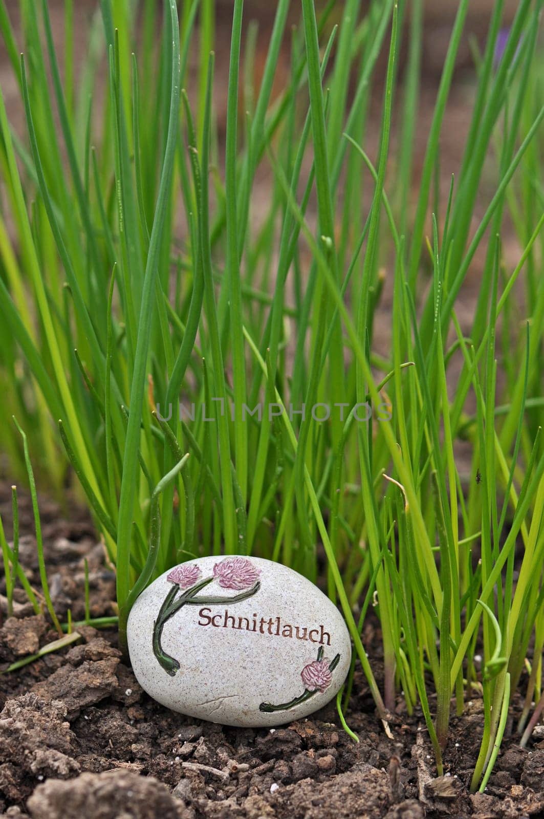 Chives