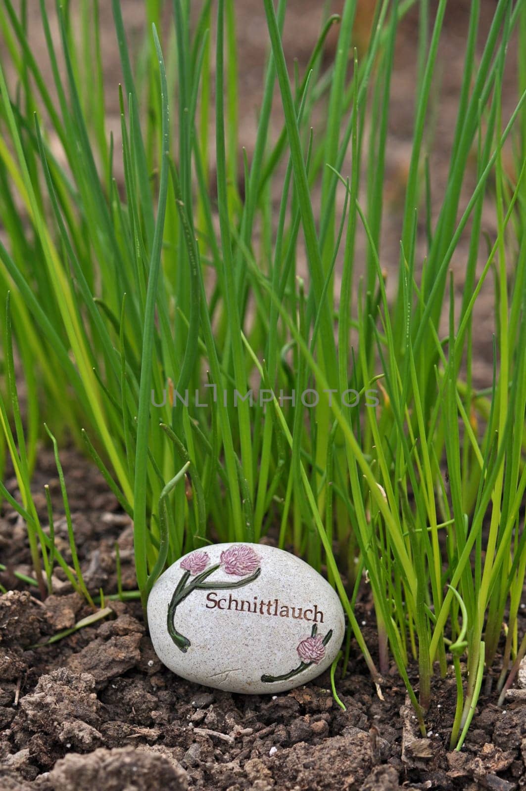 Chives
