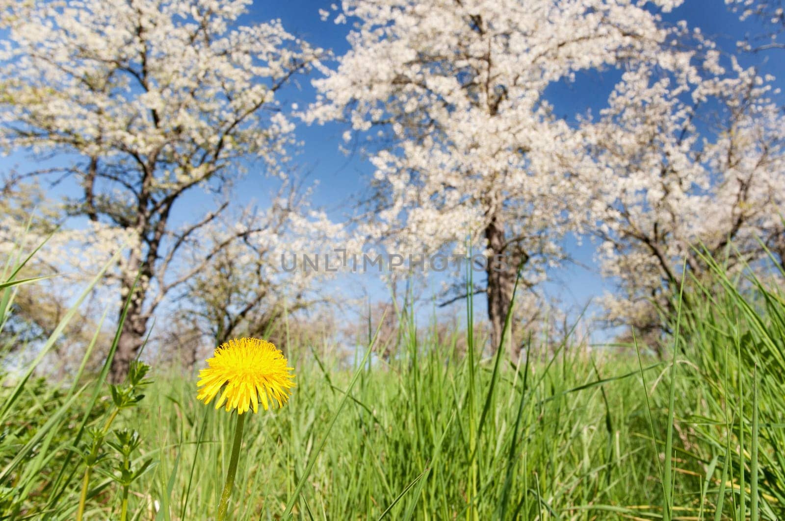 Cherry blossom