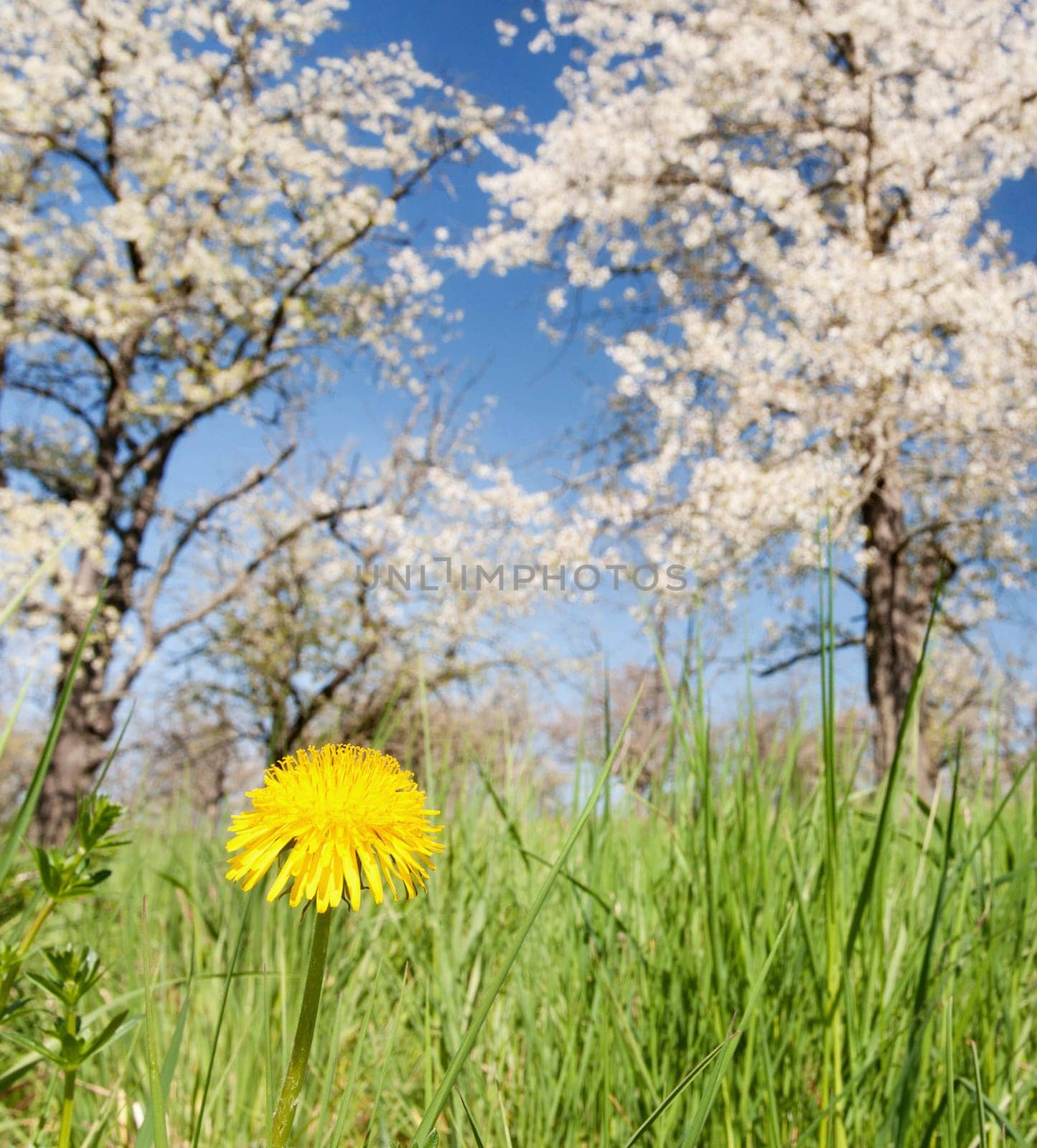 Cherry blossom