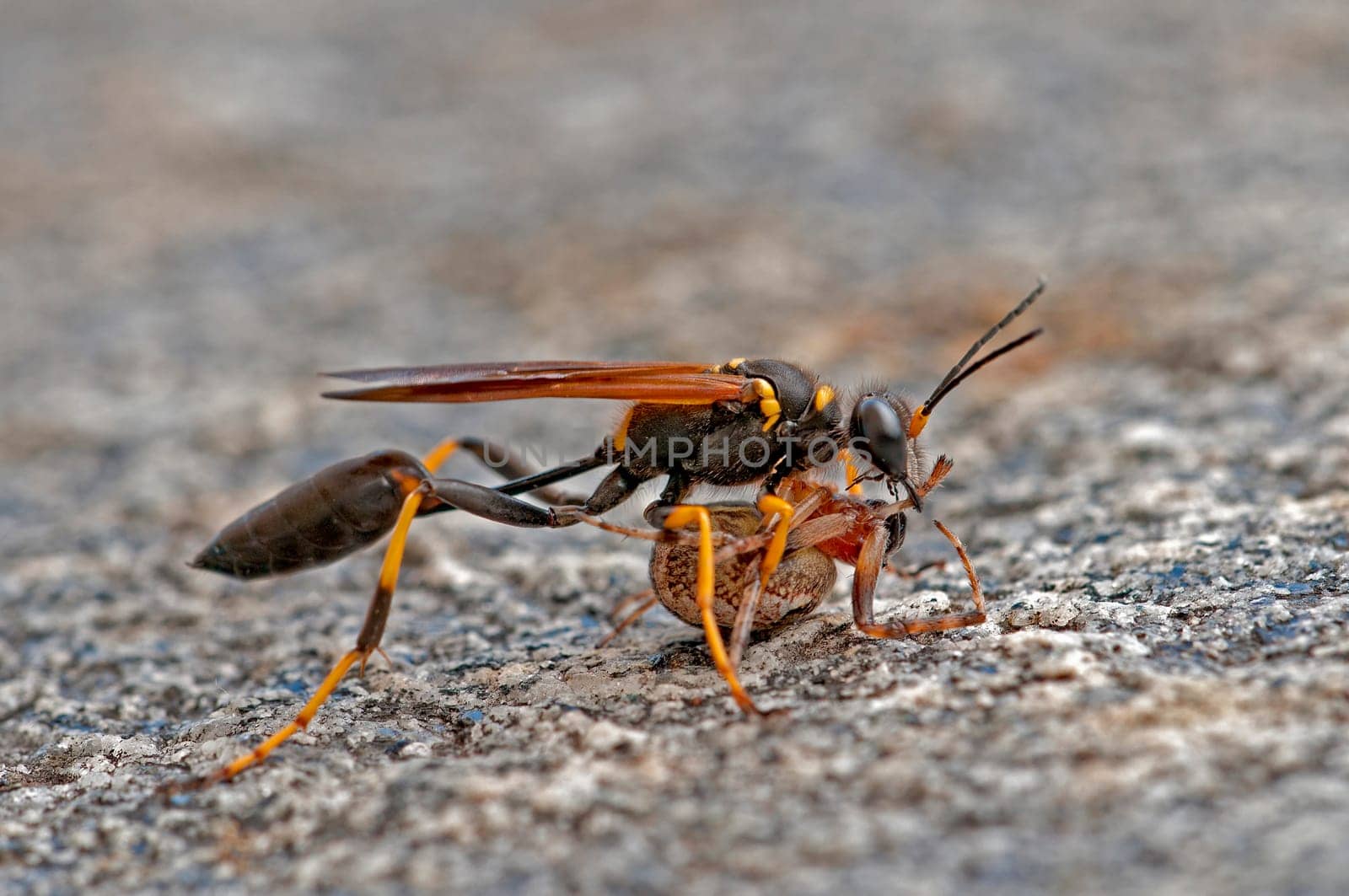 Long-stemmed digger wasps
