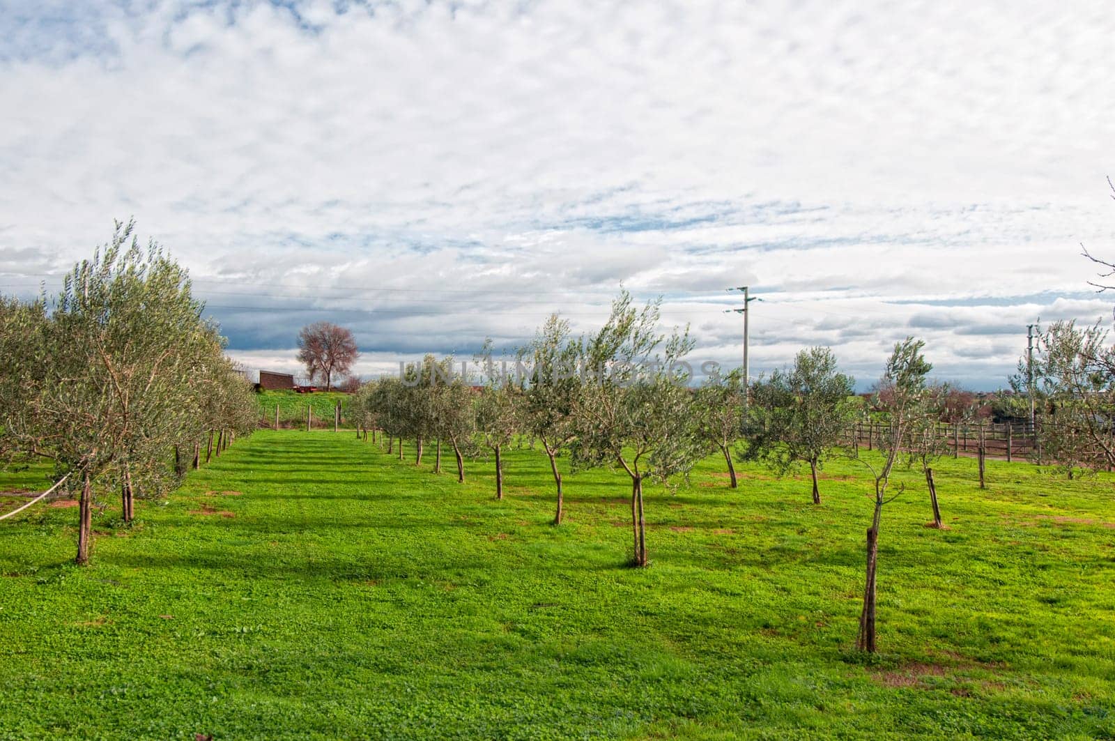 A plantation of olive trees on a farm