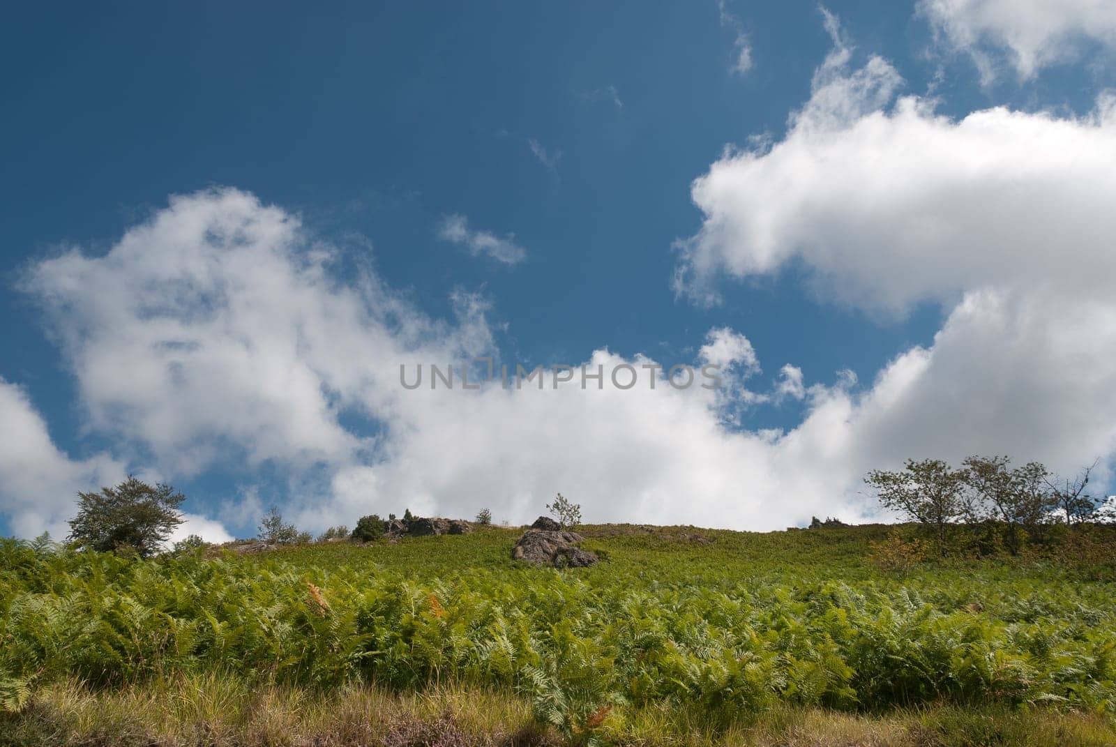 sky with grass and ferns in Genoa in Liguria