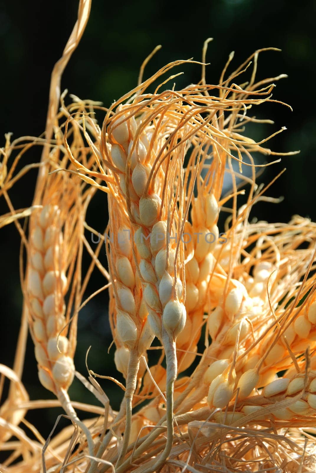 ears of corn in the sun