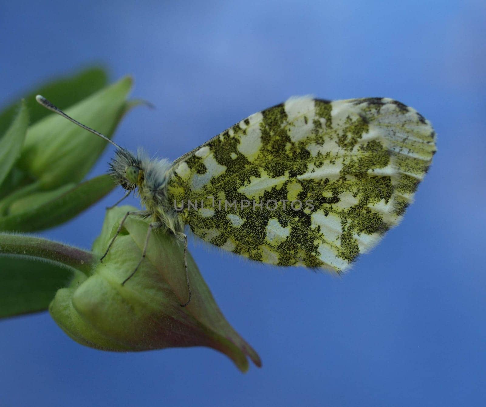 Orange tip