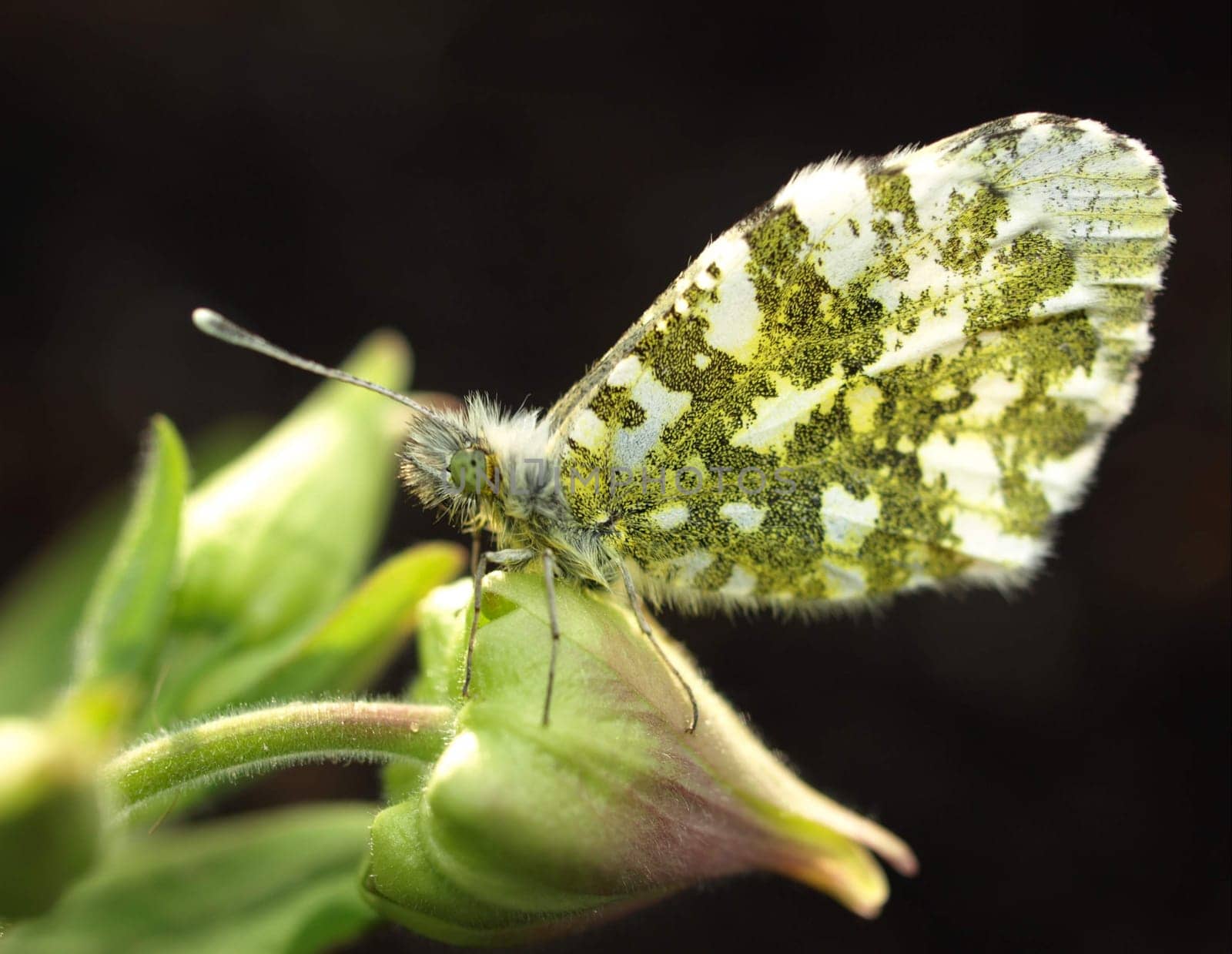 Orange tip