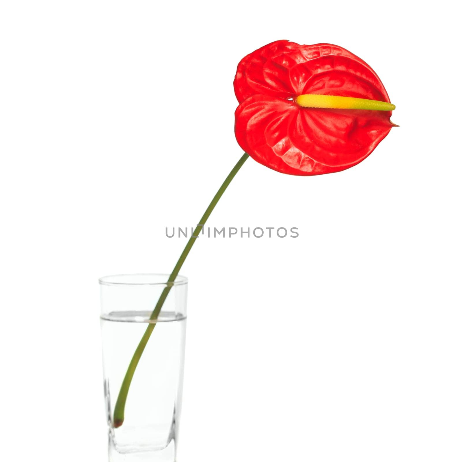 Red Anthurium flower in vase isolated on white