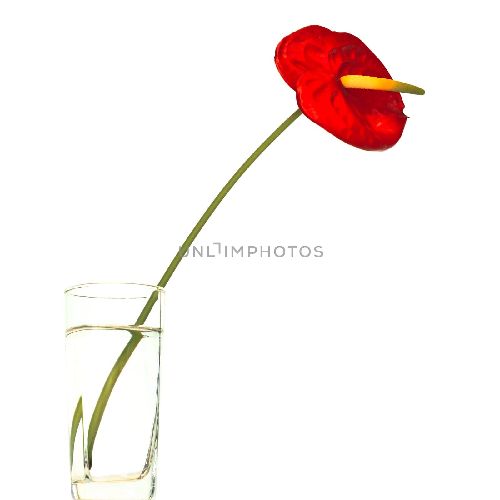 Red Anthurium flower in vase isolated on white
