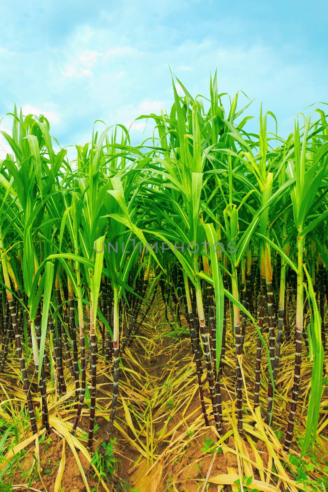 Sugarcane plantation. Khanh Hoa province in Vietnam