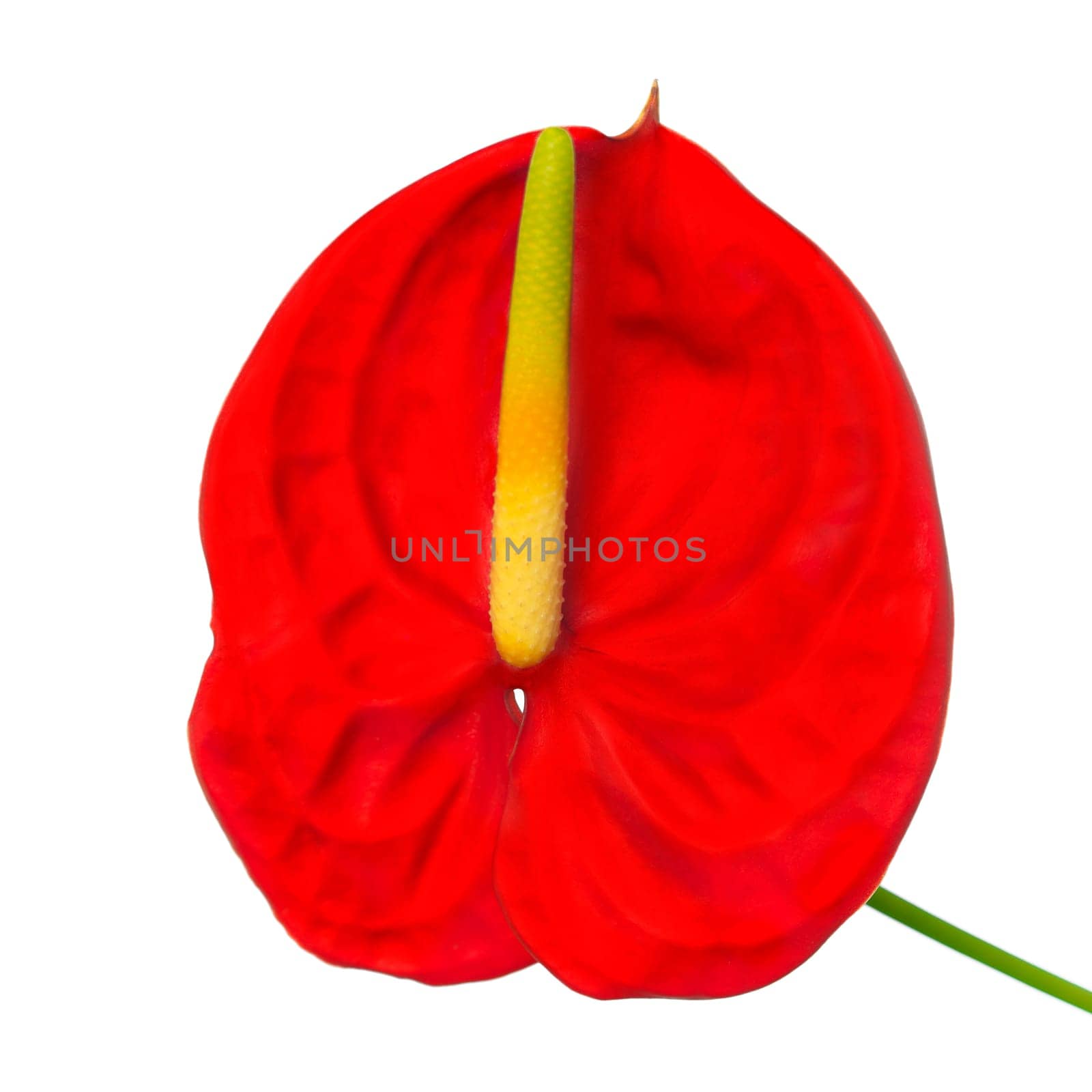 Red Anthurium flower close-up isolated on white