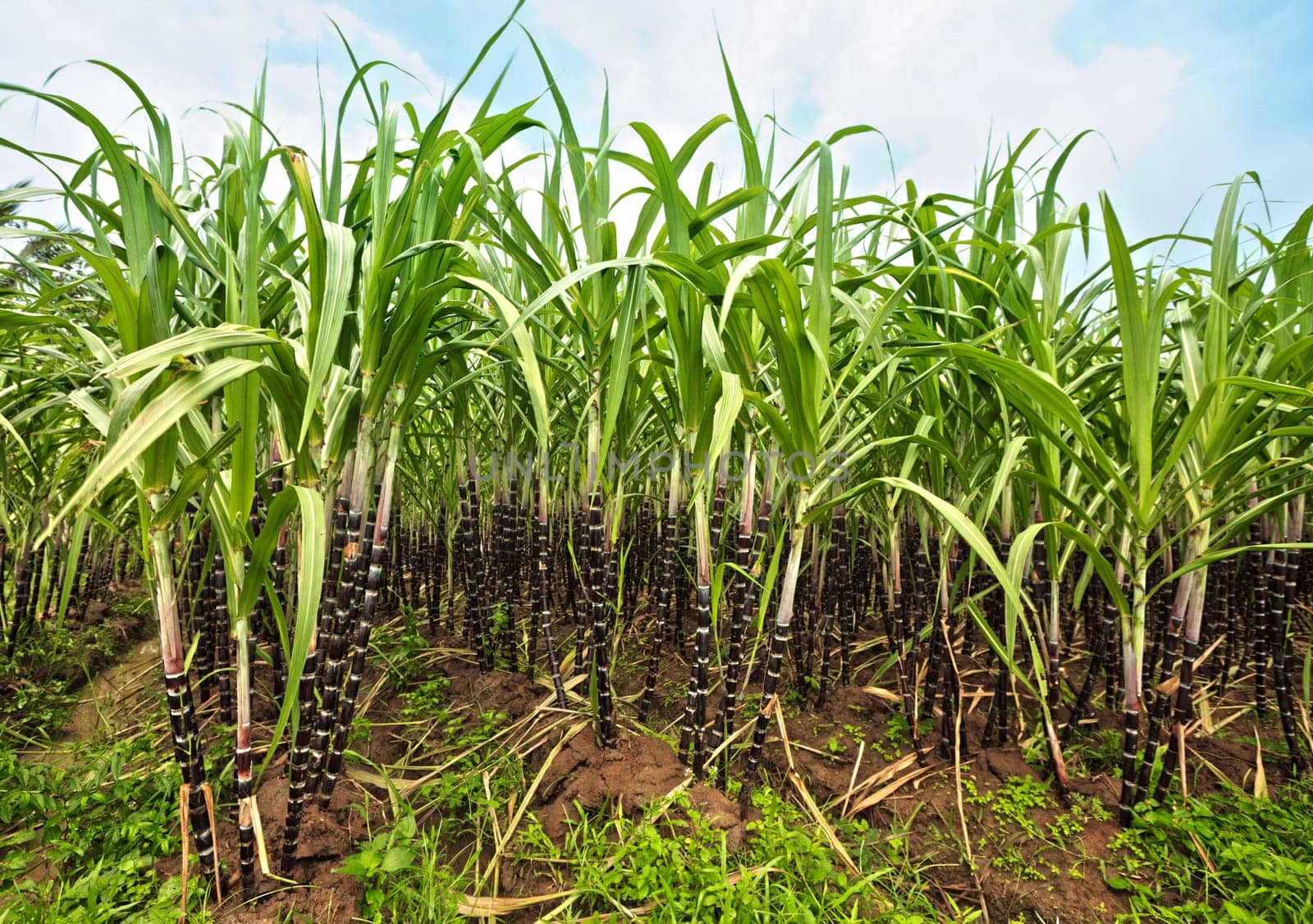 Sugar cane plantation. Khanh Hoa province. Vietnam