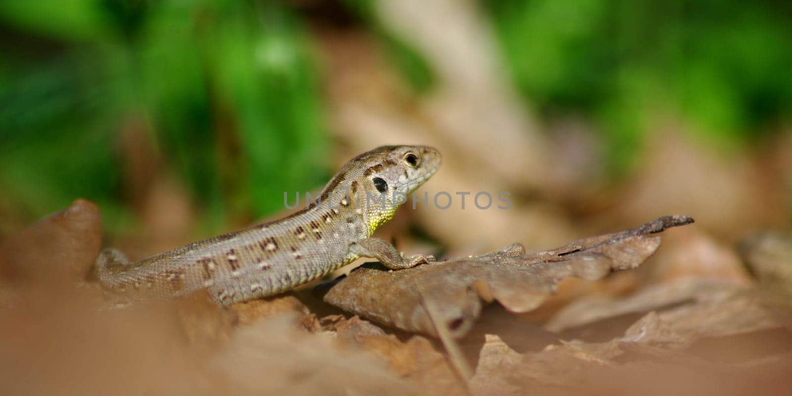 Sand lizard Lacerta agilis
