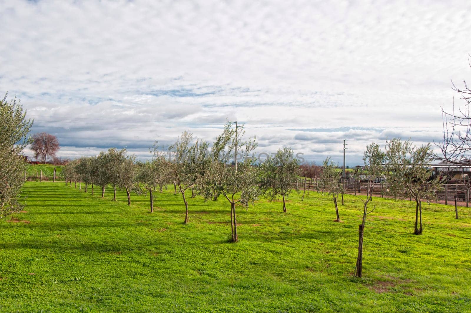 A plantation of olive trees on a farm