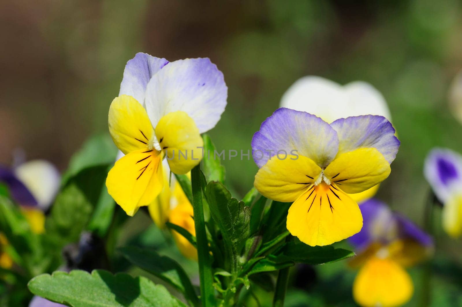 horned pansy