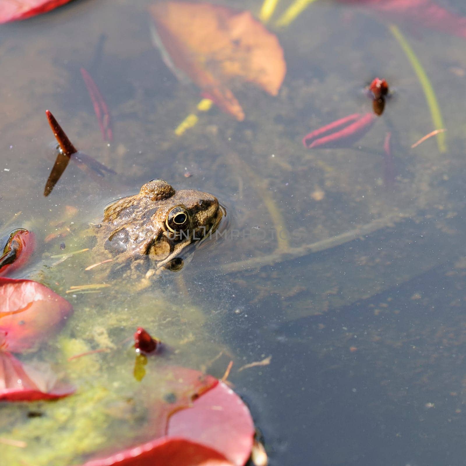 common frog