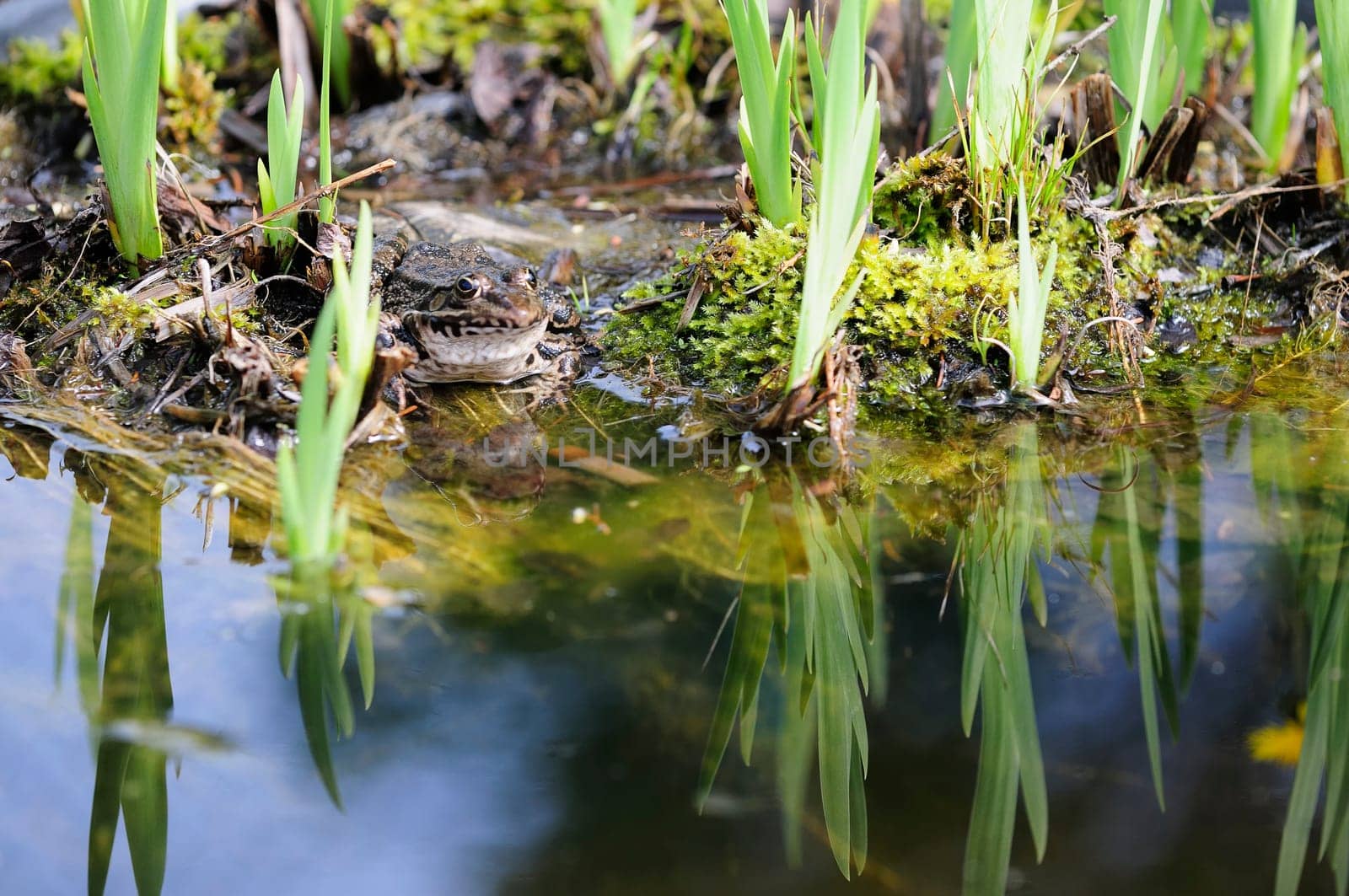 common frog
