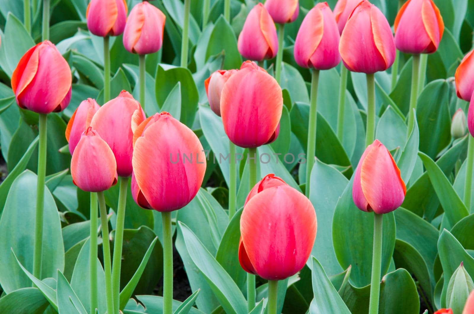 The spring red tulip in flower field