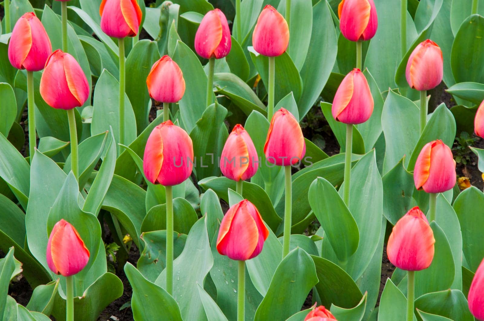 The spring red tulip in flower field