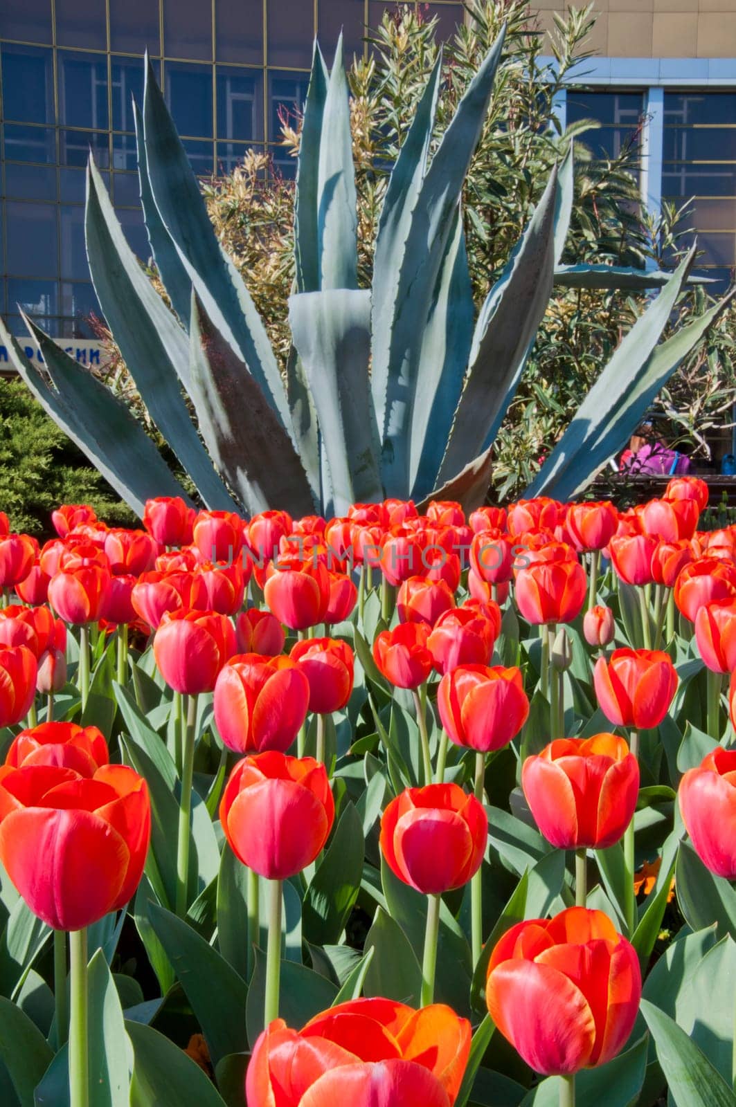 The spring red tulip in flower field