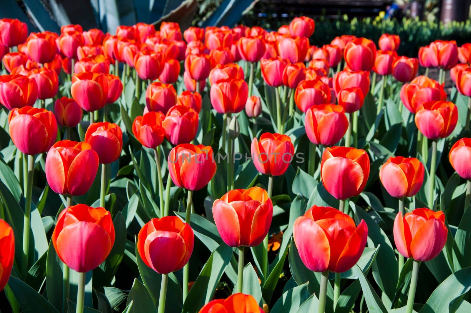 The spring red tulip in flower field
