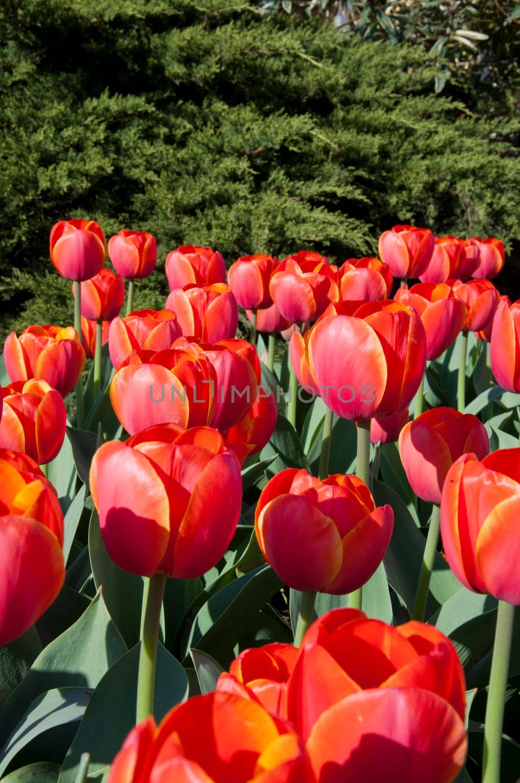 The spring red tulip in flower field