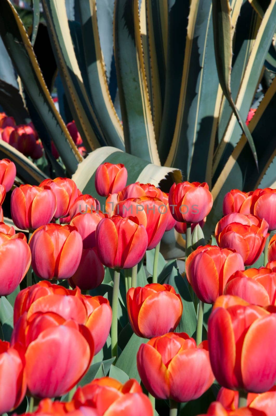 The spring red tulip in flower field
