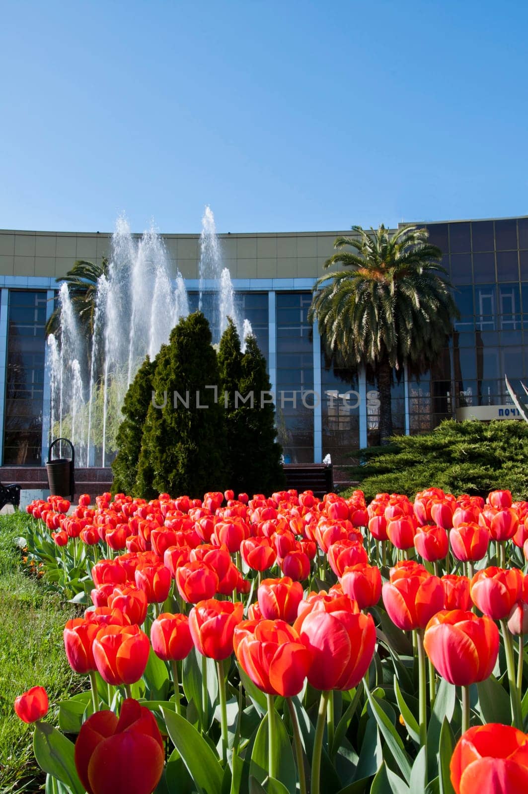The spring red tulip in flower field