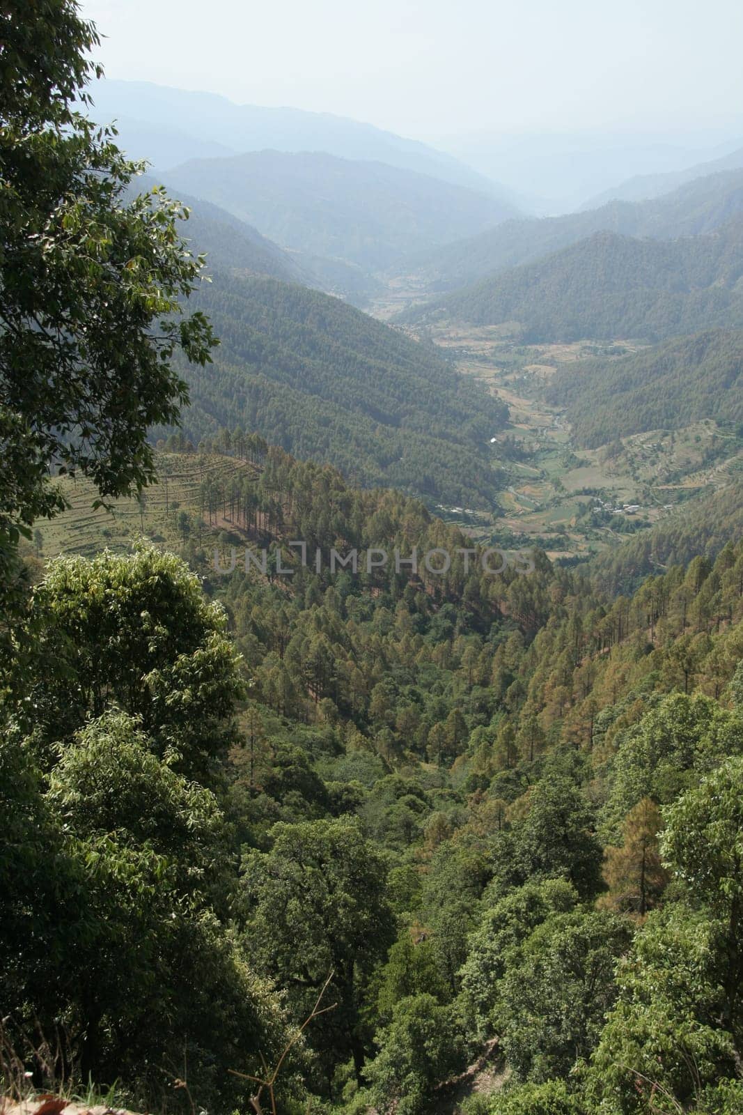 Mountain valley with thick, lush green, coniferous forest in foreground