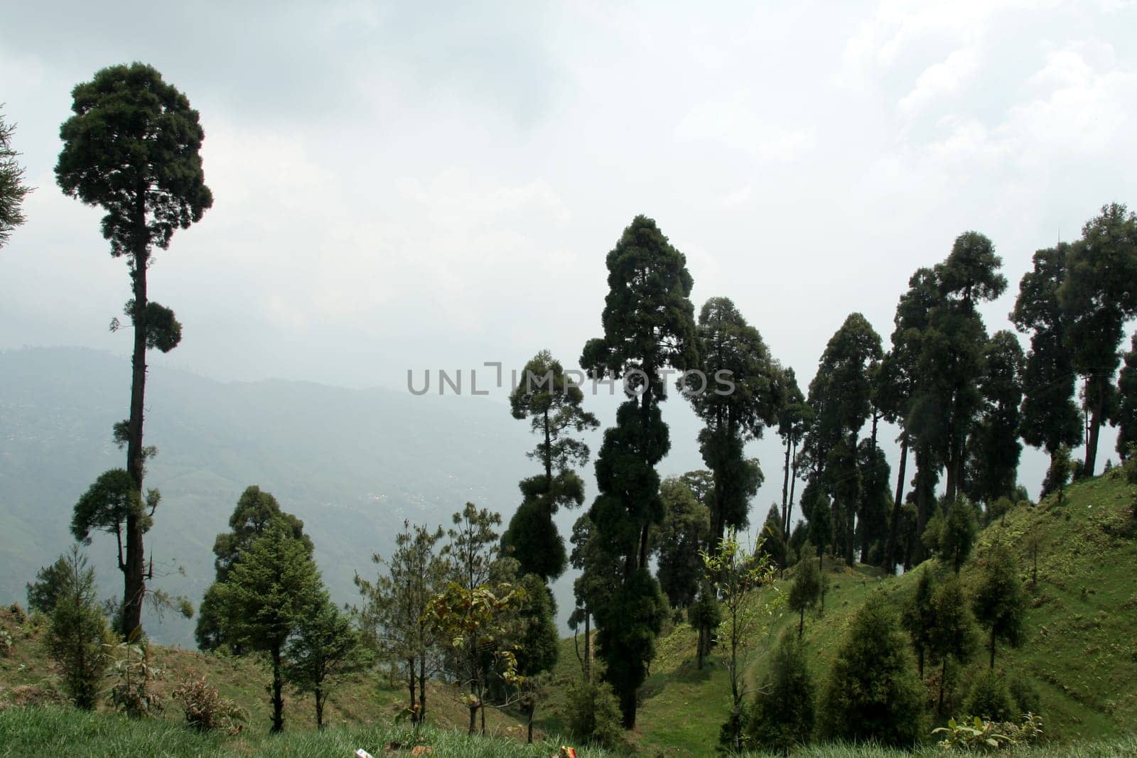 Slim, dark green tress on edge of mountain