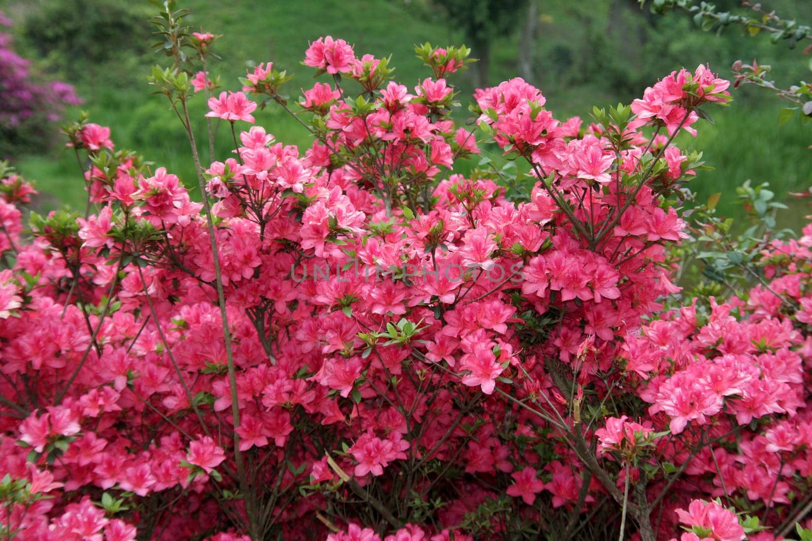 Bush with beautiful pink bloom on green background