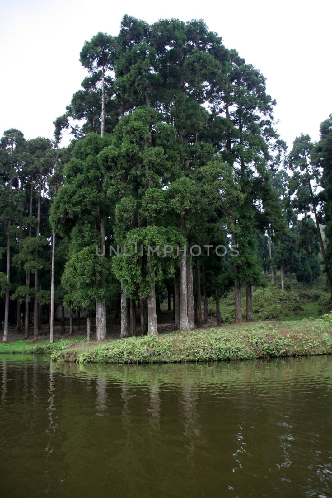 Lush green trees on bank of lake