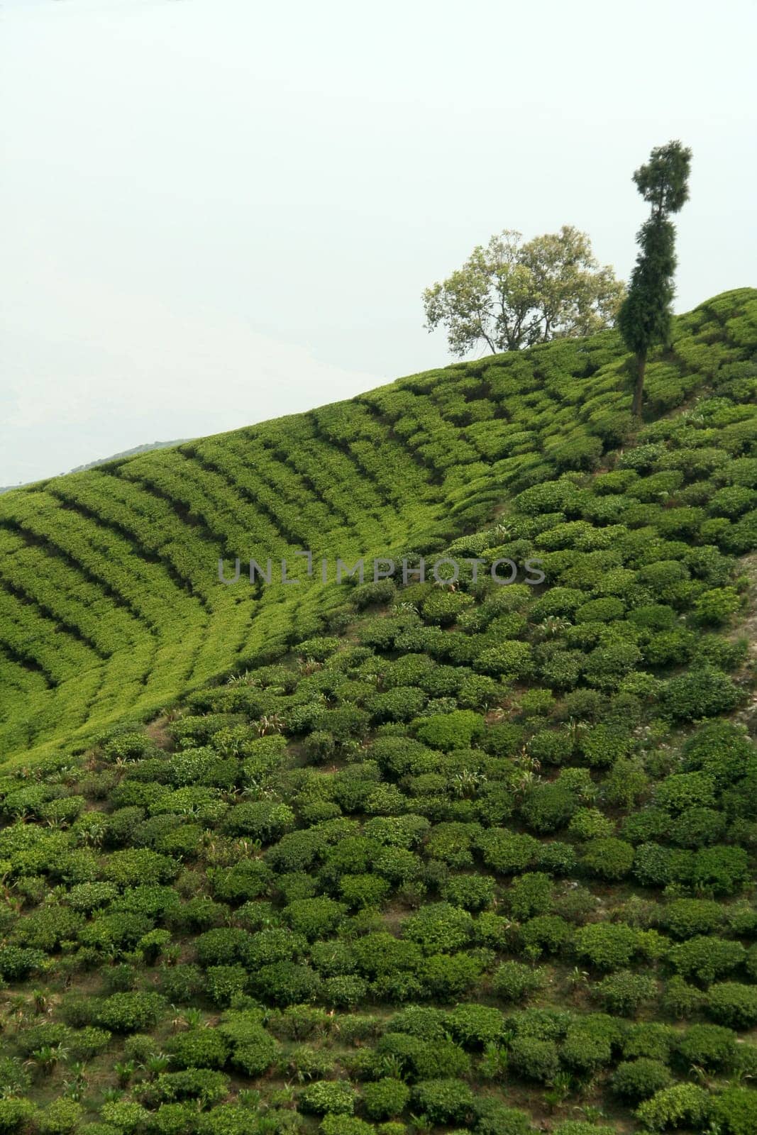 Beautiful pattern of bright, green tea garden on sloppy hill