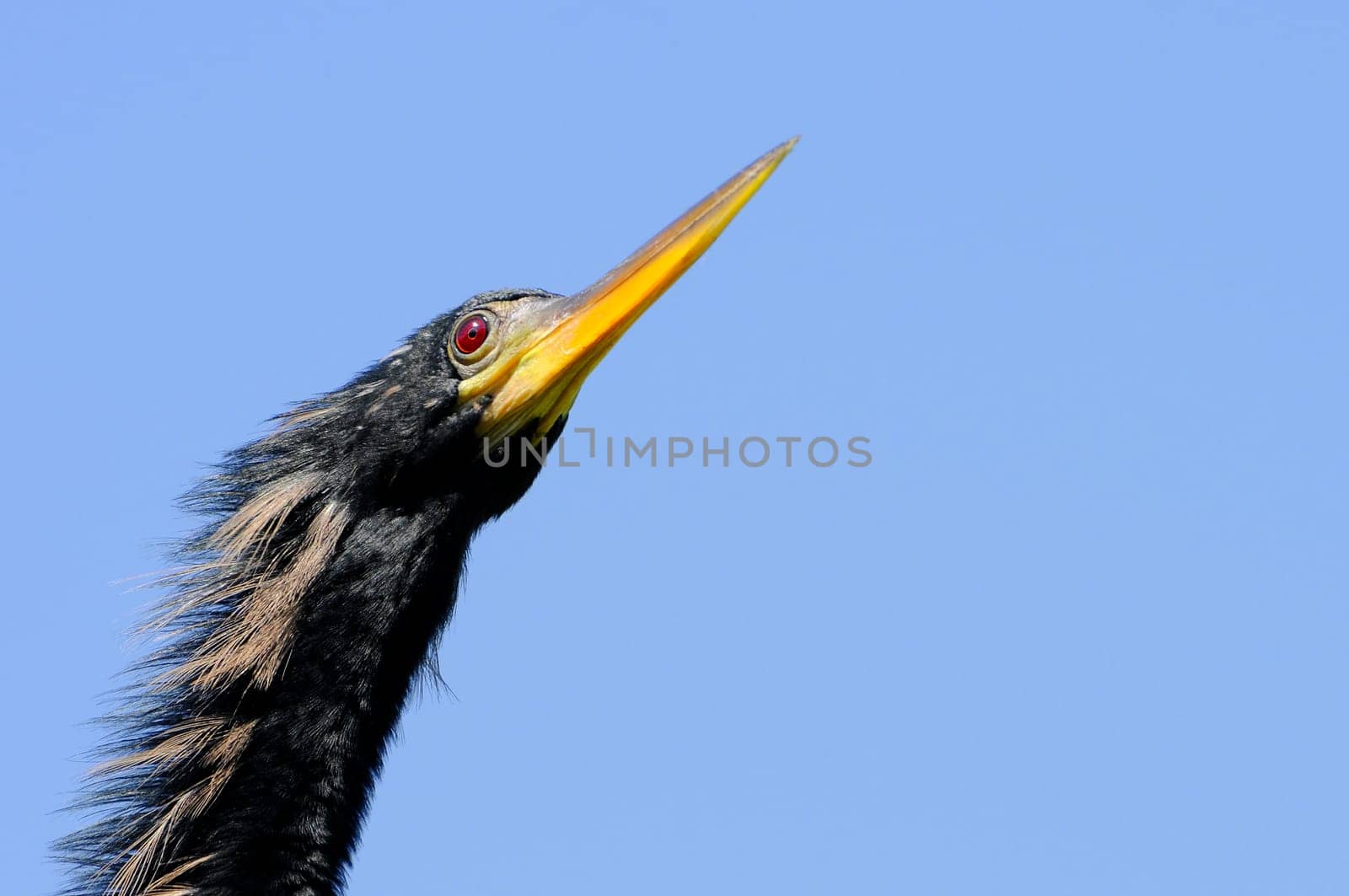 Anhinga